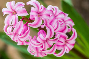 Miss Saigon Hyacinth Flowers Wallpaper — Spring Wallpaper