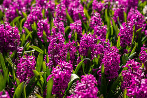 Miss Saigon Hyacinth Flower Field Wallpaper — 3:2 Wallpaper