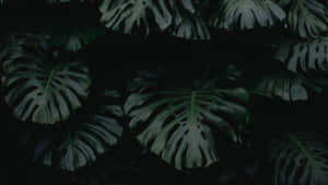 Misteryosong Madilim na Berdeng Aesthetic na Background — Dark green aesthetic Wallpaper