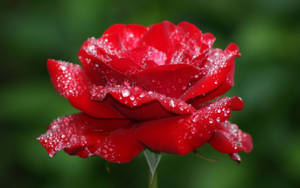 Mga Wallpaper ng Rosas na Bulaklak — Rosas na Bulaklak Wallpaper