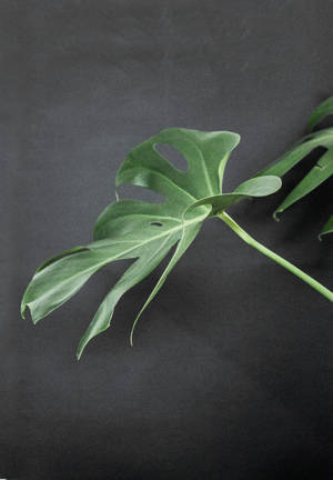 Monstera On Black Surface wallpaper — OnePlus Pad Go 2 Wallpaper