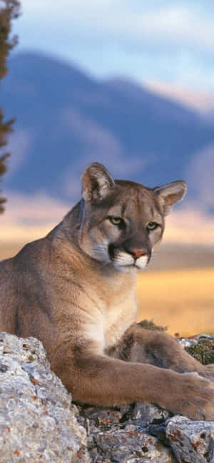 Mga Larawan ng Mountain Lion — iPhone X Wallpaper