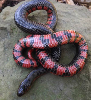 Mud Snake Basking On A Rock — Honor Magic V Flip 2 Wallpaper