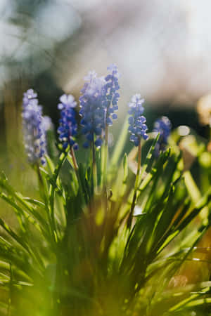 Muscari Blue Flowers Phone — Flowers Wallpaper