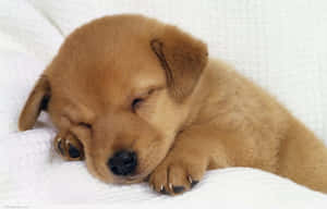 Mga larawan ng Nakatutuwang Tuta — Cute puppy Wallpaper