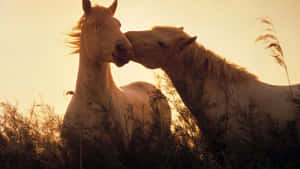 Mga larawan ng magagandang kabayo — Cute horse Wallpaper