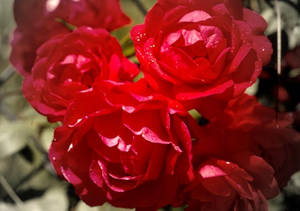Libreng Stock Photo ng Pag-ibig sa pamumulaklak — Rosas na Bulaklak Wallpaper