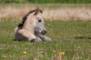 Cute Horse background