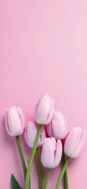 Pastel Pink na Background — RedMagic 10S Pro Wallpaper