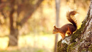 Nakakatawang Squirrel Pictures — Golden Hour Wallpaper