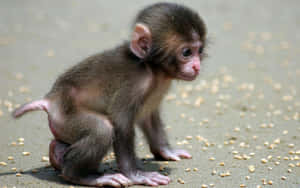 Larawan ng Mapaglarong Unggoy — Cute Monkey Wallpaper
