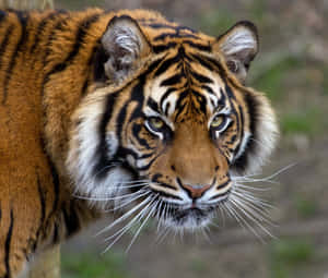 Mga larawan ng tigre — Tiger Wallpaper