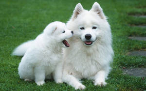 Nakatutulad na Tuta na may Alaskan Malamute — Cute puppy Wallpaper