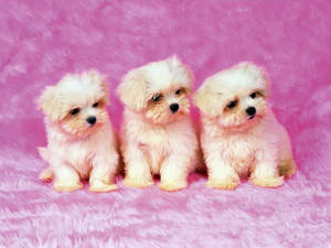 Tatlong Nakatutulad na Tuta na Shih Tzu — Cute puppy Wallpaper