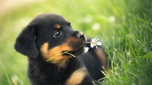 Mga Larawan ng Nakatutuwang Tuta — Cute puppy Wallpaper