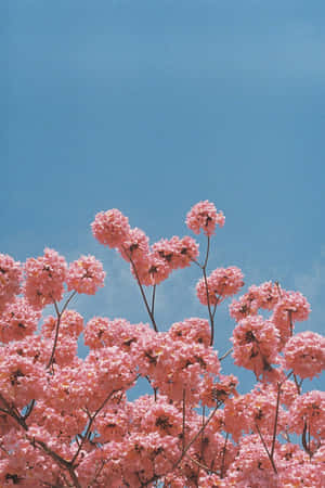 Background ng Bulaklak na Kulay Rosas