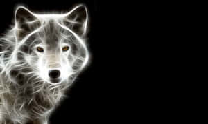 Napaka-cool na Lobo — Astig na lobo Wallpaper