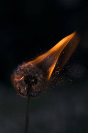 Nasusunog na Bulaklak ng Dandelion sa Madilim na Mode — Bulaklak GIF Wallpaper