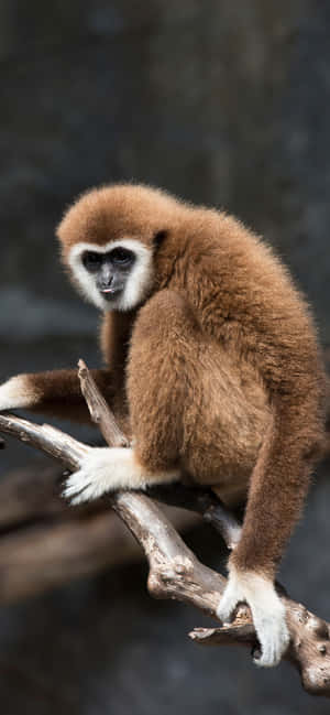 Iphone Xs Max Gibbon Background — iPhone 11 Pro Max Wallpaper