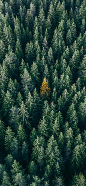Trees Iphone — Floral iPhone Wallpaper