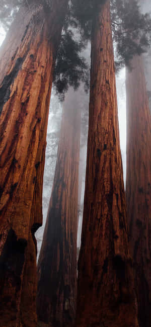 Trees Iphone — Floral iPhone Wallpaper