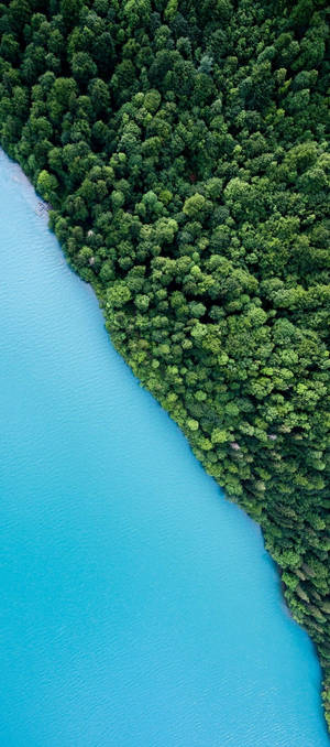 Nature Phone Trees Sea — Pixel 10 Wallpaper