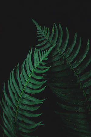 Mga Dahon ng Pako Madilim — Huawei MatePad 12 X (2025) Wallpaper