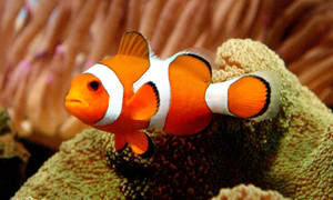 Nemo cool na isda sa coral reef wallpaper