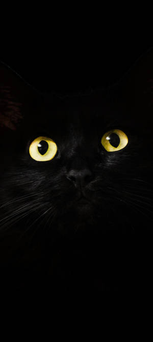 Note 10 Plus Black Cat wallpaper — Pixel 9 Wallpaper