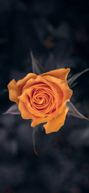 Note 10 Plus Orange Rose wallpaper — Pixel 10 Pro Wallpaper
