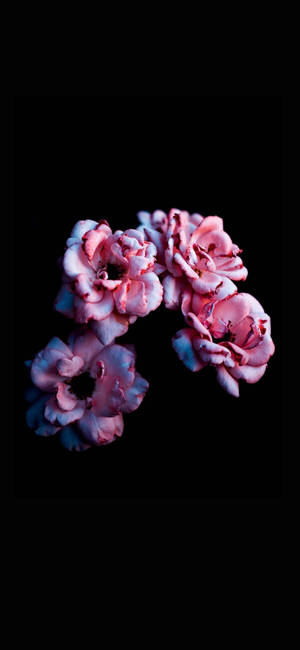 Note 10 Plus Pink Flowers wallpaper — Pixel 9 Pro Wallpaper