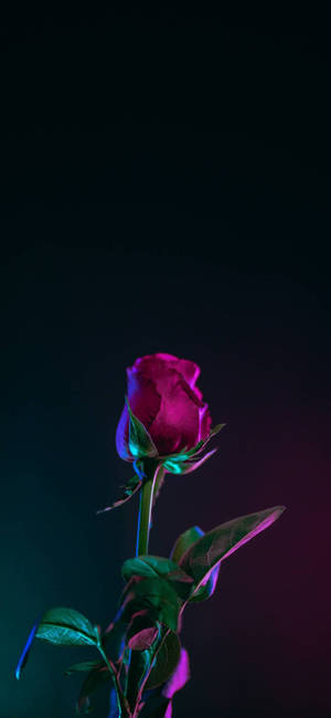Note 10 Plus Red Rose wallpaper — Pixel 10 Pro Wallpaper