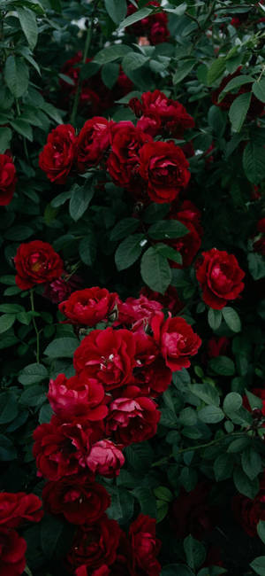 Note 10 Plus Rose Bush wallpaper — iPhone 15 Wallpaper