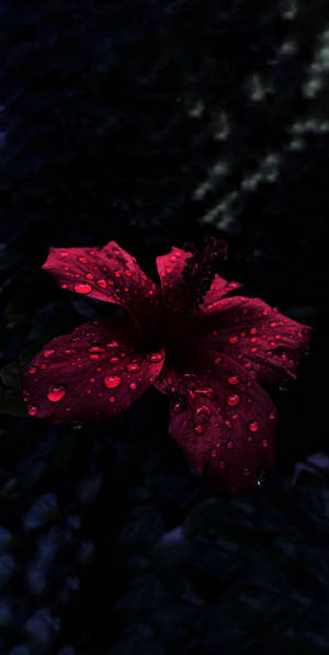 Oled mga Patak ng Ulan sa Hibiscus wallpaper