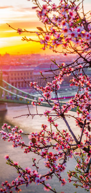 Oneplus Cherry Blossoms wallpaper — iPhone 16 Pro Max Wallpaper