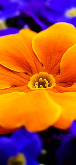 Orange Primrose Flower wallpaper — iPhone 17 Wallpaper