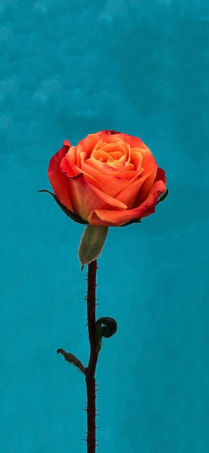 Orange Rose Flower Apple — ROG Phone 9 Wallpaper