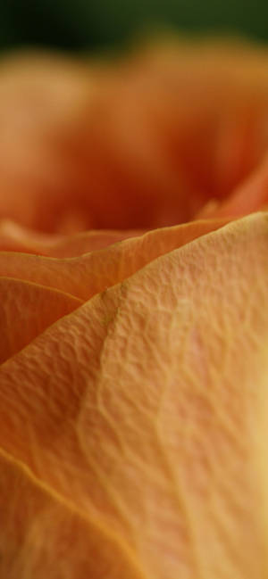 Orange Rose Petal Macro wallpaper — iPhone 16 Plus Wallpaper