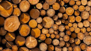 troso,mga kulay,dulo,apoy,hibla,materyal,magaspang,bilog,seksyon,stock,taunan,industriyal,tambak,stack,surface,kahoy,putol,pino,rural,punong-kahoy — Surface Wallpaper