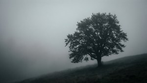 Nag-iisang puno na anino sa kulay-abong hamog, puno ng atmospera at tahimik na wallpaper. — Gray aesthetic Wallpaper
