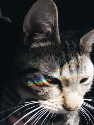 Aesthetic na mga larawan ng pusa — Aesthetic na pusa Wallpaper