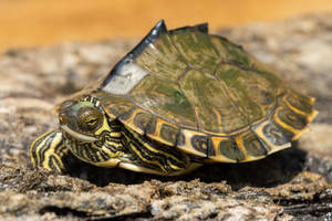 Pagong na May Matulis na Map Turtle na Pascagoula na May Tulis na Shell — Astig na pagong Wallpaper