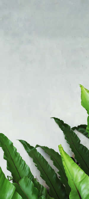 1440x3200 — Nokia G310 Wallpaper