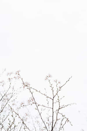 Aesthetic White Background — Aesthetic na puti Wallpaper