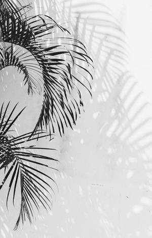Palm Tree Leaves White Aesthetic iPhone — Floral iPhone Wallpaper