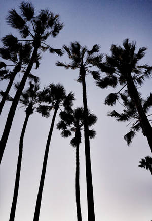 Anino ng matataas na Mexican Palm Trees na may madilim na langit wallpaper — OnePlus Pad 3 Wallpaper