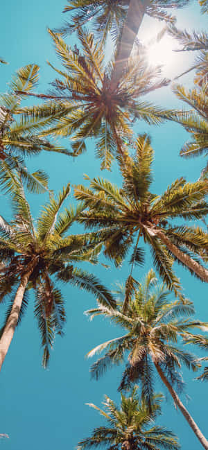 Tree Phone — iPhone 17 Pro Max Wallpaper
