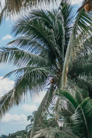 Palm Trees na Umaabot sa Langit — Huawei MatePad 11.5 (2026) Wallpaper