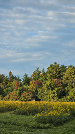 Parang Autumn at Skyline ng Kagubatan — Samsung S23 Ultra Wallpaper