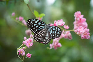 Mga larawan ng paruparong astetiko — Butterfly aesthetic GIF Wallpaper